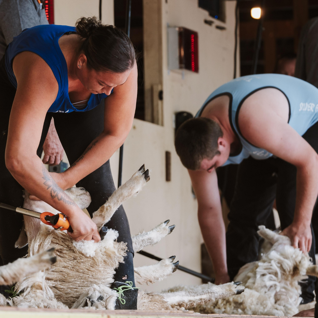 Speed Shearing at the Kumeū Show