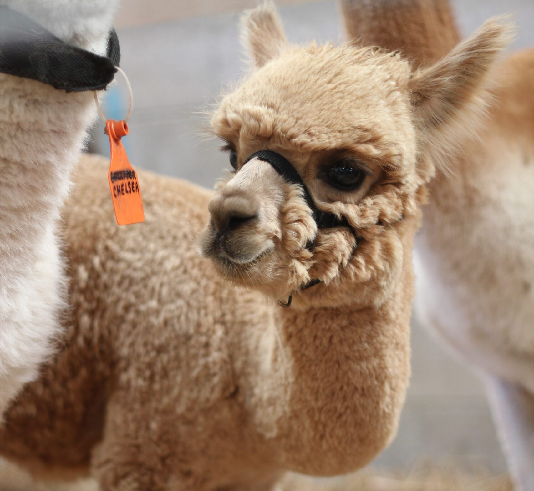 Alpaca with a coloured ear tag at the alpaca judging