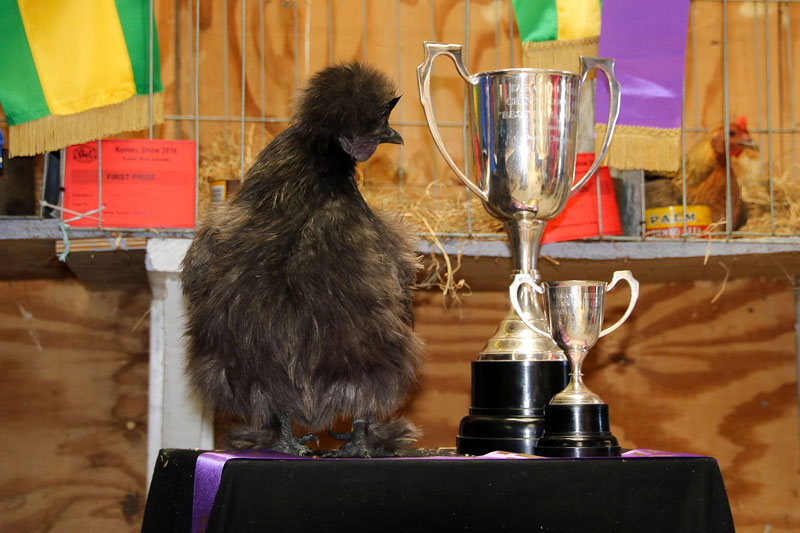 Poultry competition at the Kumeū Show