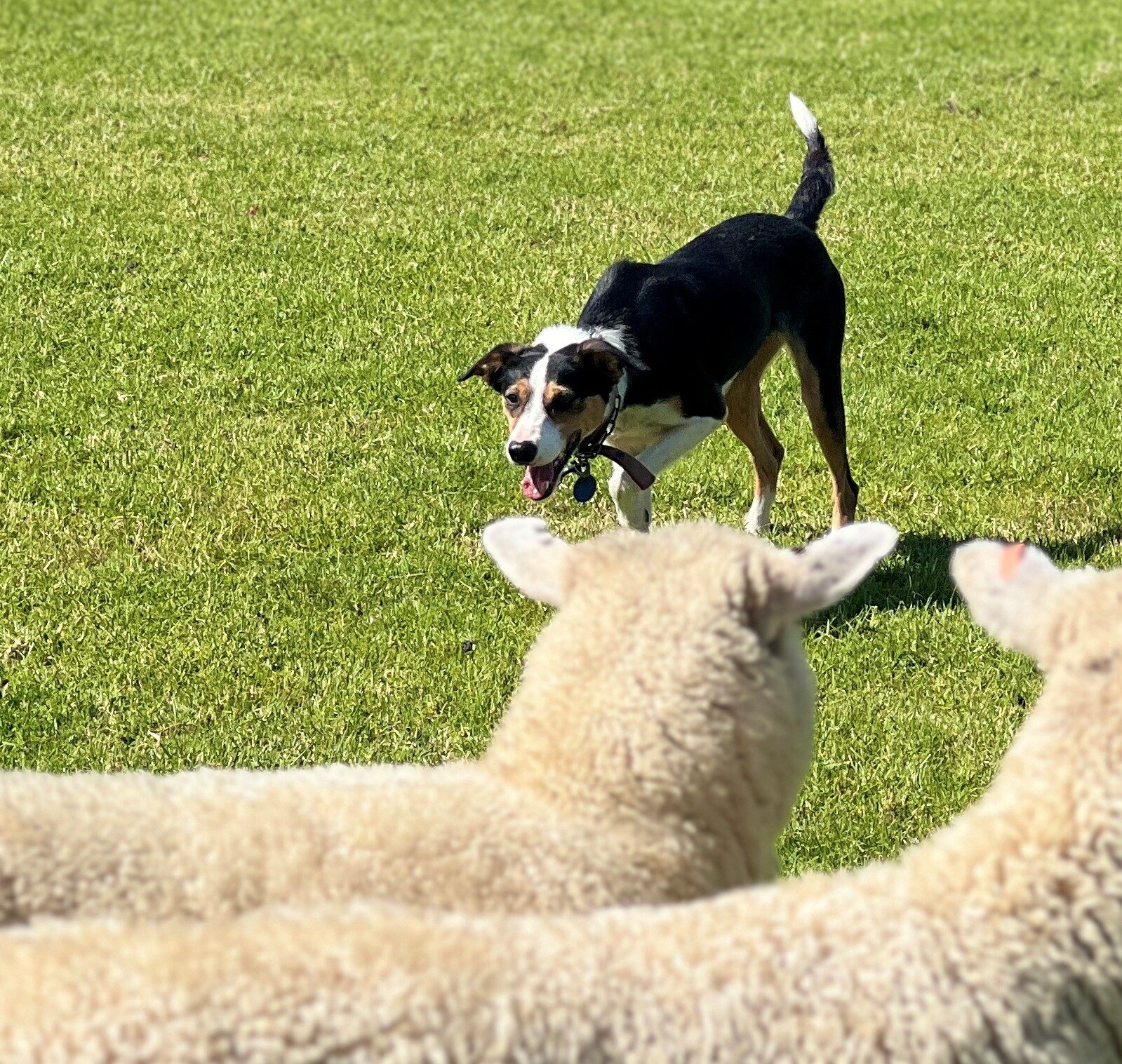 Border collie working sheep at the sheep dog trials