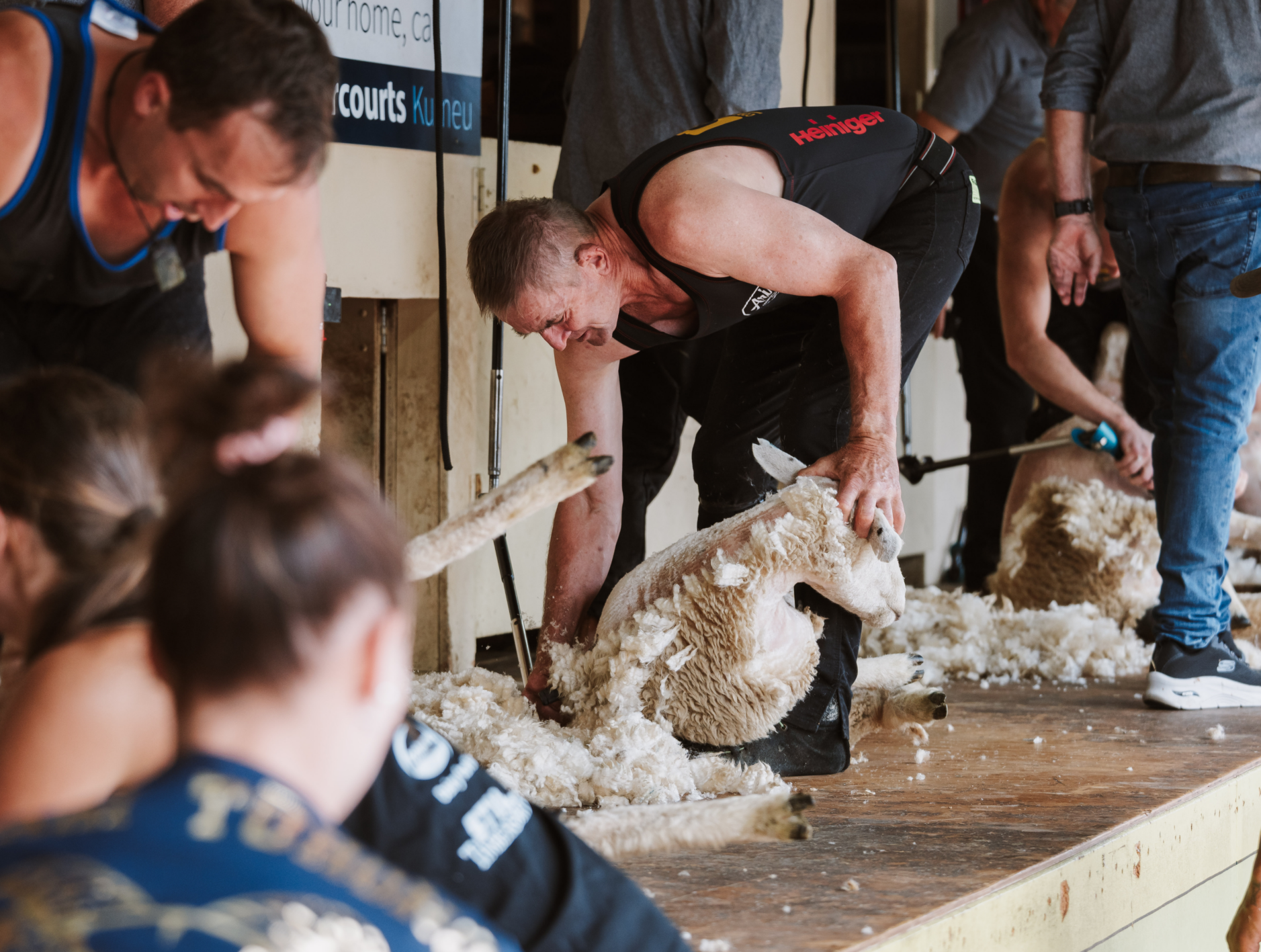 Shearers at work in the sheep shearing competition, with spectators watching