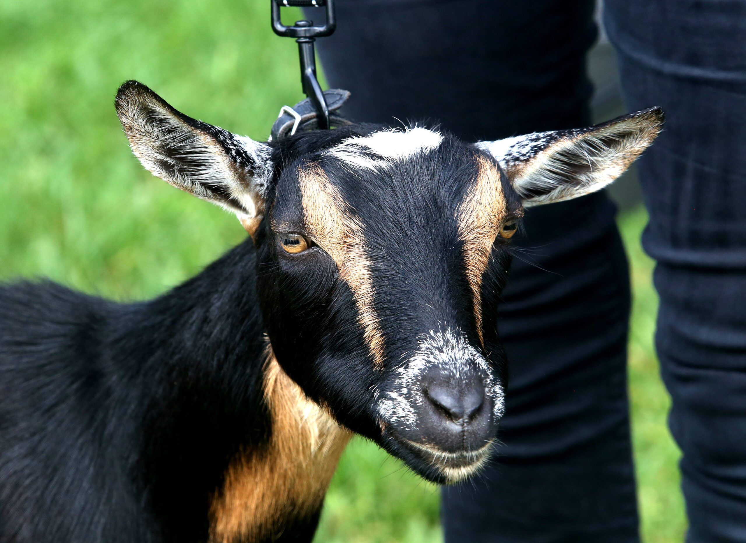 Close-up of a Nigerian Dwarf dairy goat