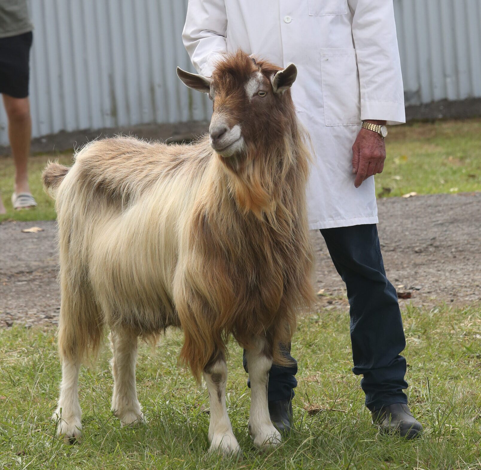 Long-haired goat at the goat judging, with a handler in a white coat