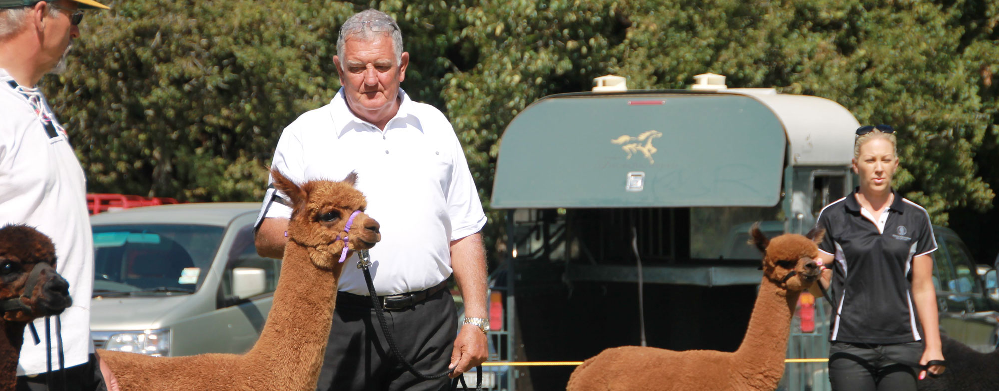 Breeder showing two alpacas on leads