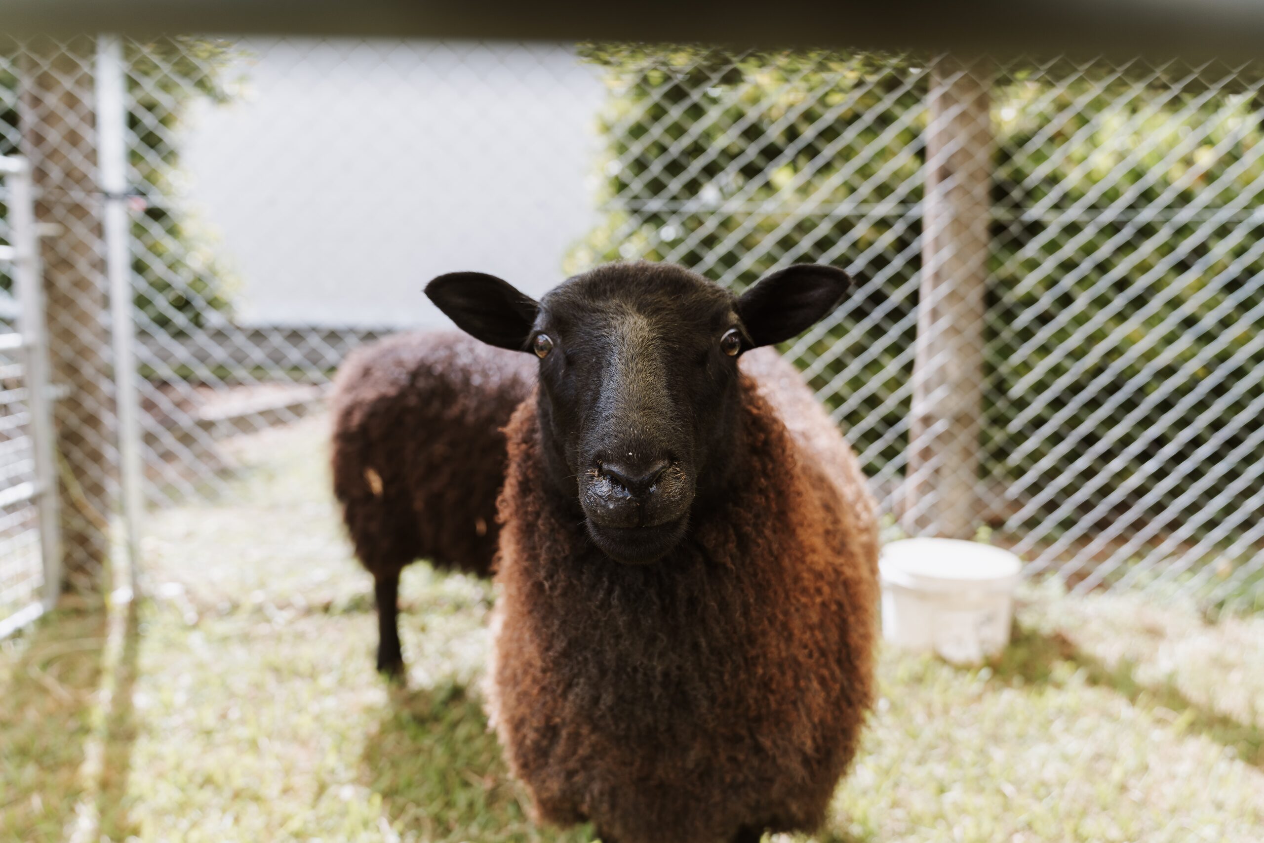 Brown sheep in a pen looking at the camera