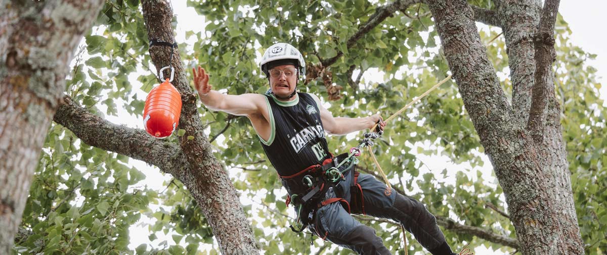 Tree climber in a harness and helmet climbing through a tree