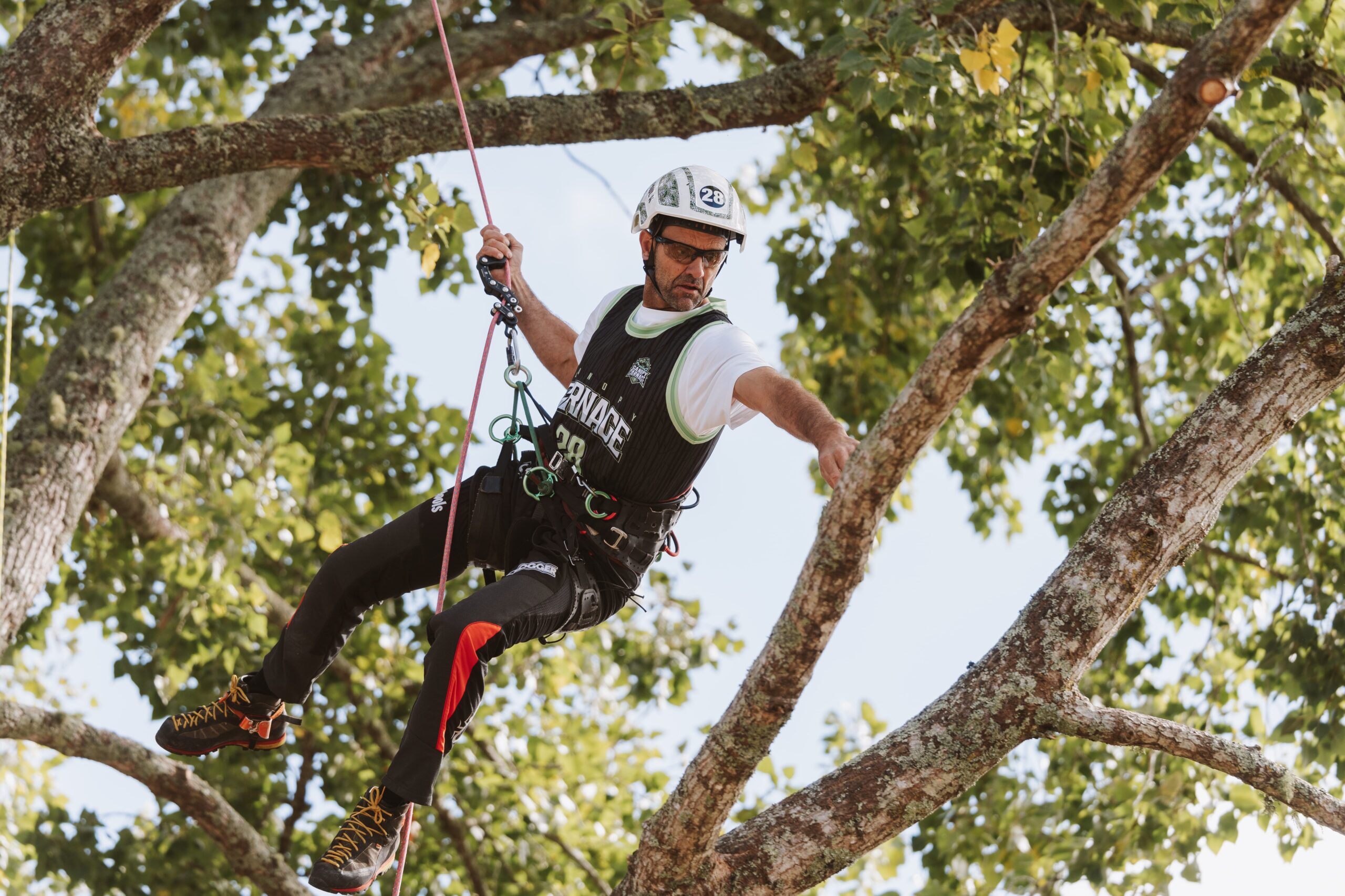 Tree climber hanging from ropes in the tree climbing competition